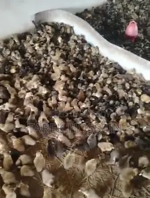 হাসের বাচ্ছা
