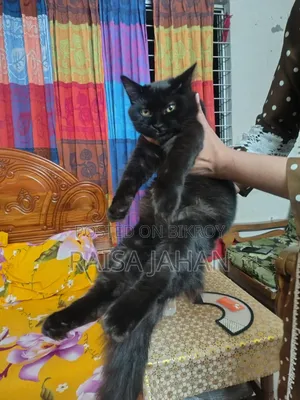 3-6 Months Female Purebred Persian