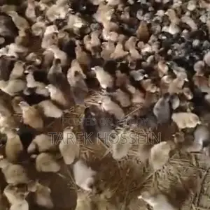 Ducklings for Sale
