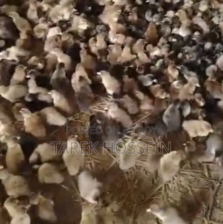 Ducklings sell