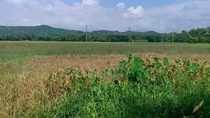 Industrial Land For Sale