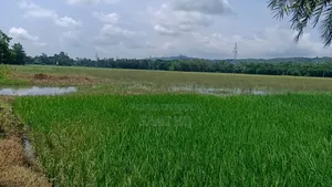 Industrial Land For Sale