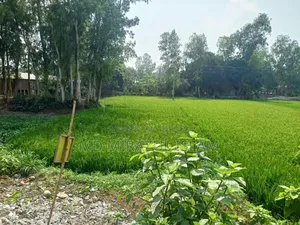 জমি বিক্রয় হইবে - গোলাপনাগর,ধনুট উপজেলা, বগুড়া