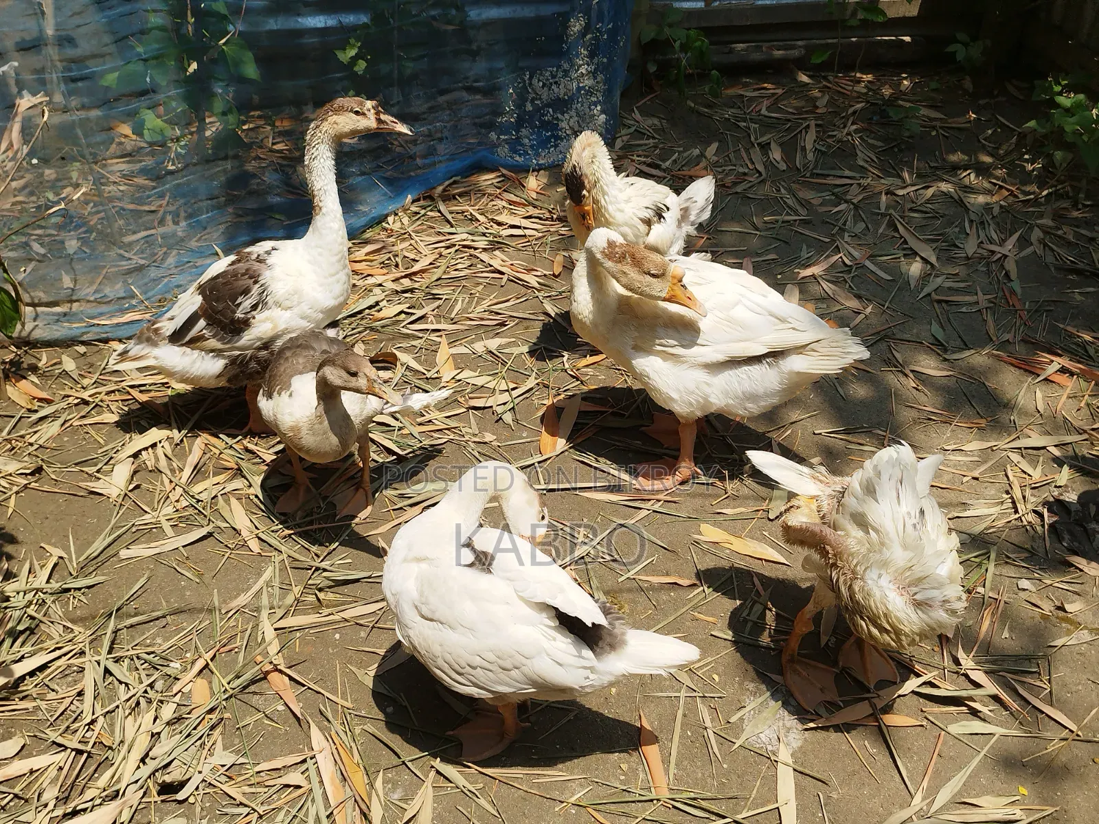 দুই মাস বয়সী রাজহাঁসের বাচ্চা