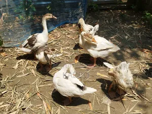 দুই মাস বয়সী রাজহাঁসের বাচ্চা