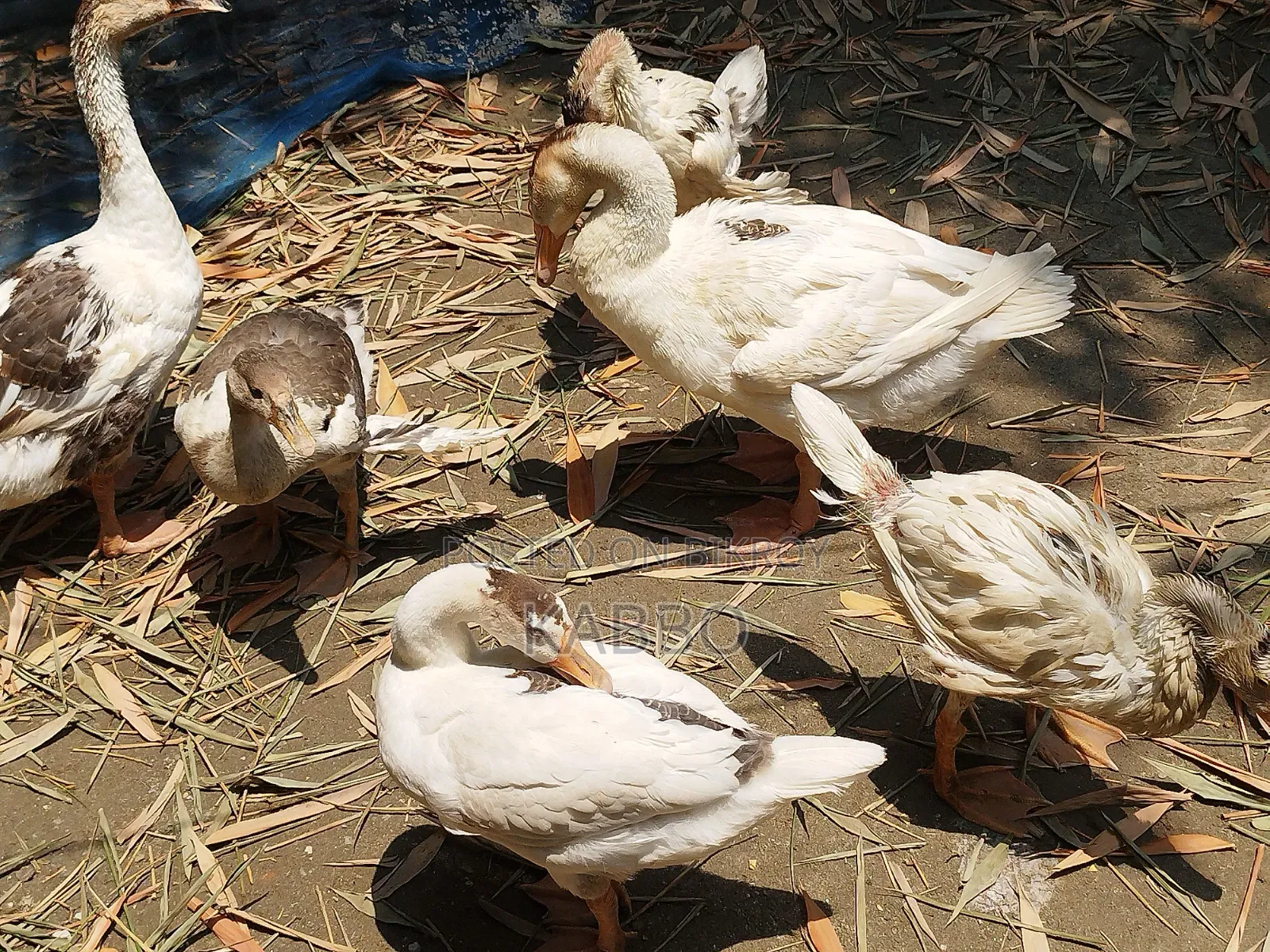 দুই মাস বয়সী রাজহাঁসের বাচ্চা