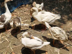 দুই মাস বয়সী রাজহাঁসের বাচ্চা