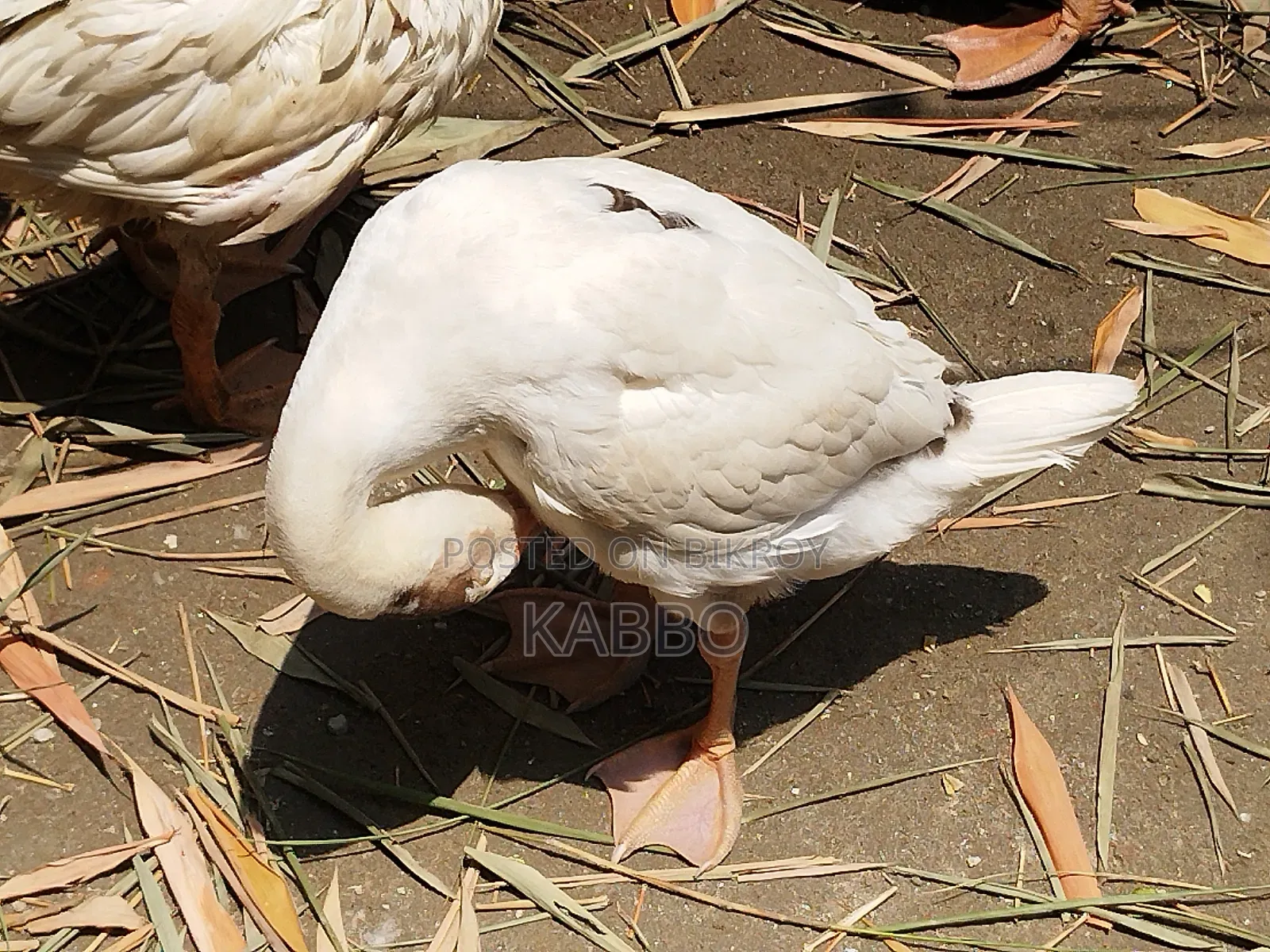 দুই মাস বয়সী রাজহাঁসের বাচ্চা