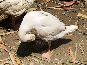 দুই মাস বয়সী রাজহাঁসের বাচ্চা