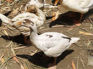 দুই মাস বয়সী রাজহাঁসের বাচ্চা