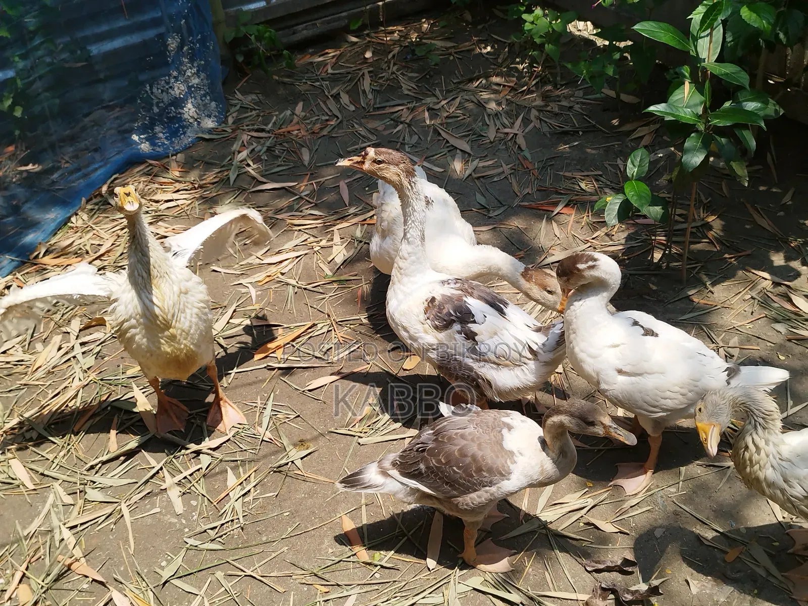 দুই মাস বয়সী রাজহাঁসের বাচ্চা