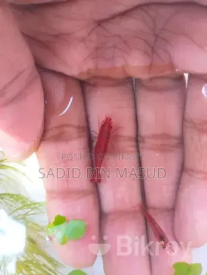Fire Red Shrimp