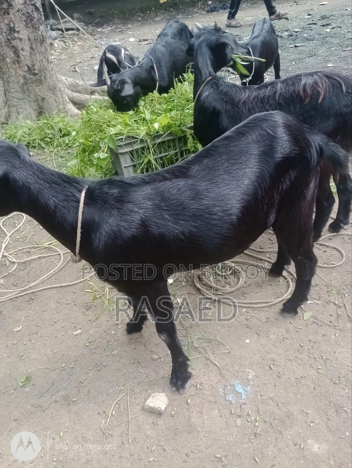 খাশি ছাগল সুস্থ সবল