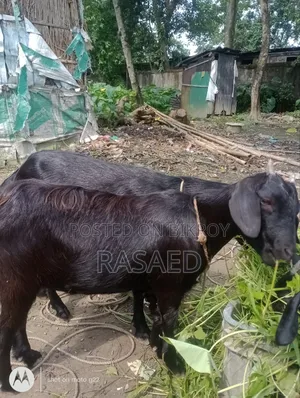 খাশি ছাগল সুস্থ সবল