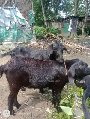 খাশি ছাগল সুস্থ সবল