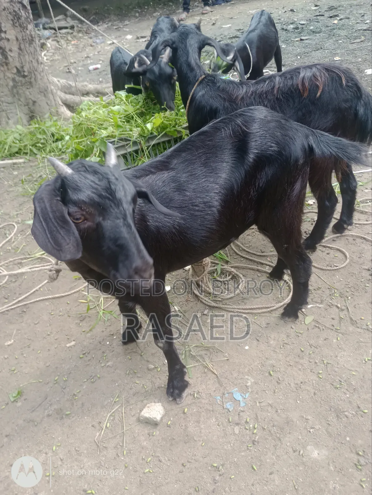 খাশি ছাগল সুস্থ সবল