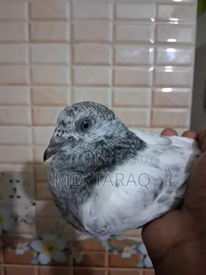 Silver Kobutor