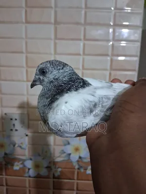 Silver Kobutor