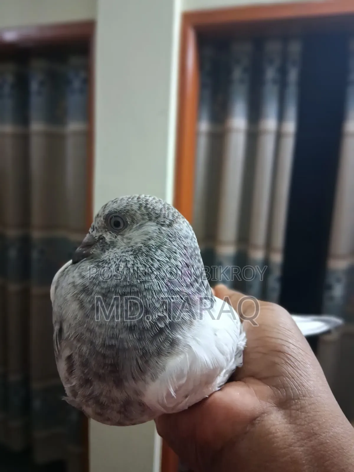 Silver Kobutor
