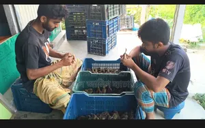 Male and Female Ducklings for Sale with 100% Guarantee!
