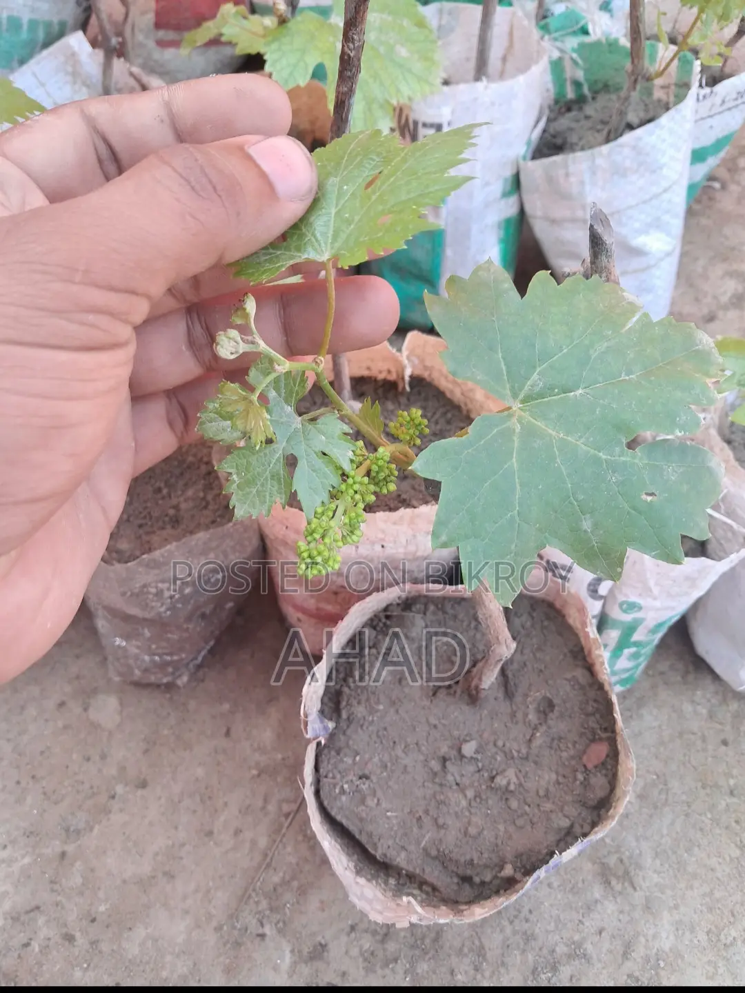 Black Grape Sapling