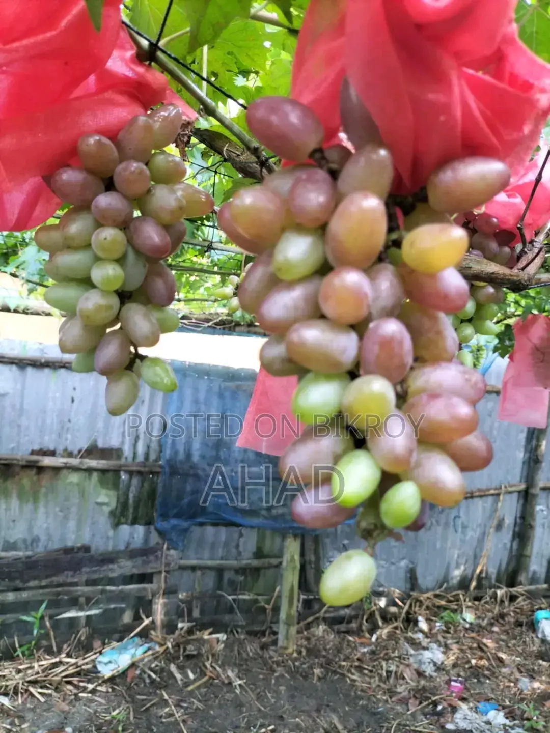 Black Grape Sapling