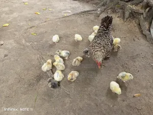 ব্রাহমা ও সিল্কি মুরগির বাচ্চা