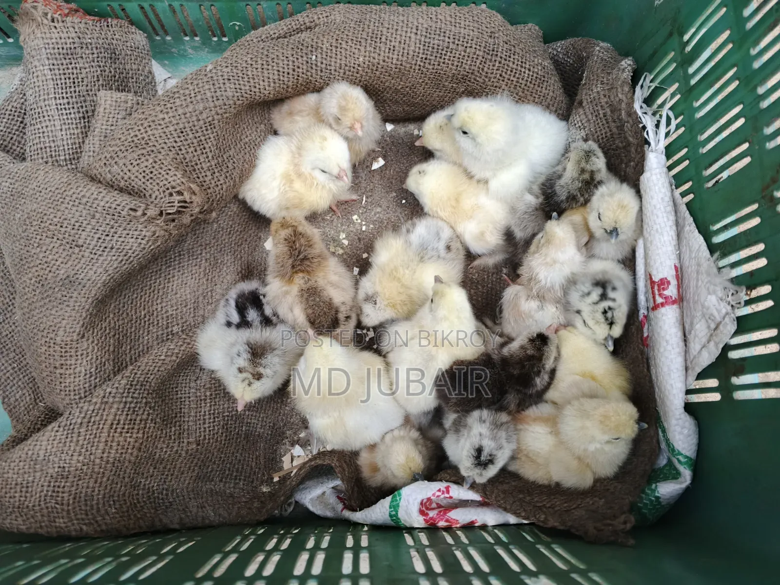 ব্রাহমা ও সিল্কি মুরগির বাচ্চা