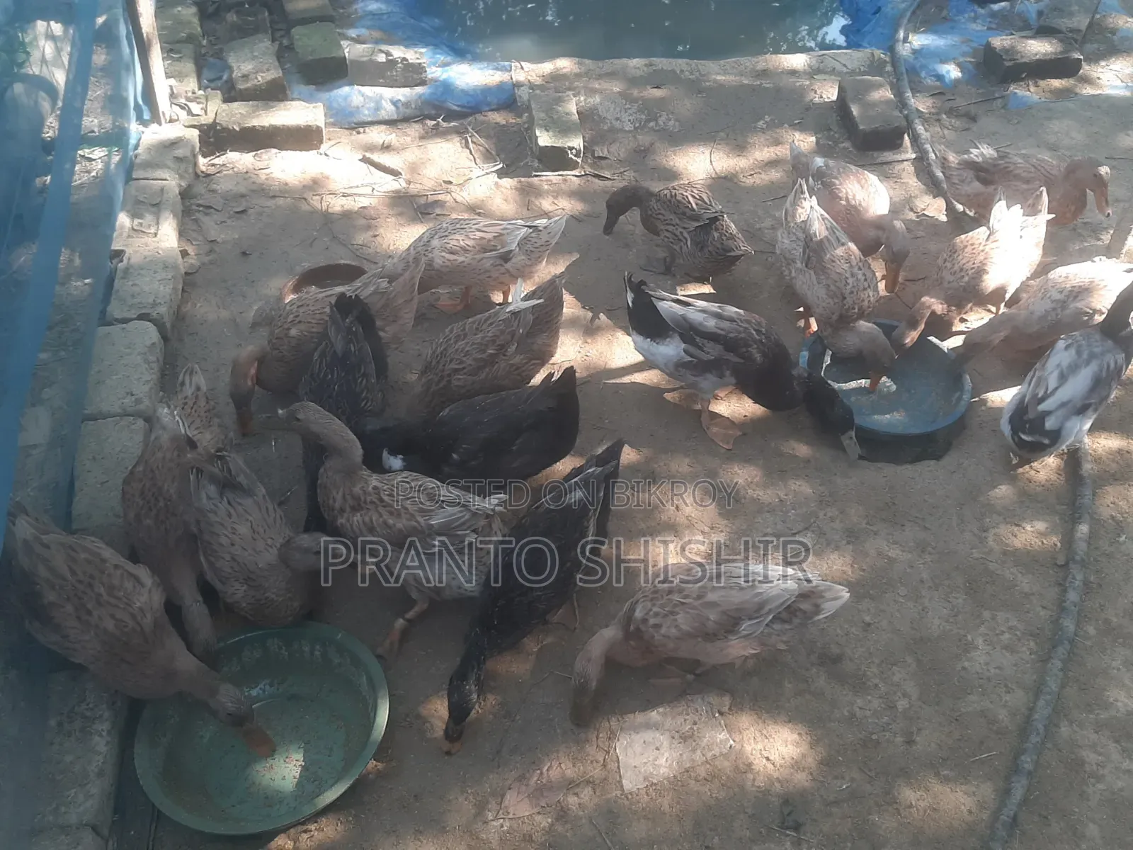 দেশি হাস বিক্রি হবে