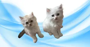 1-3 Months Male Mixed Breed Persian