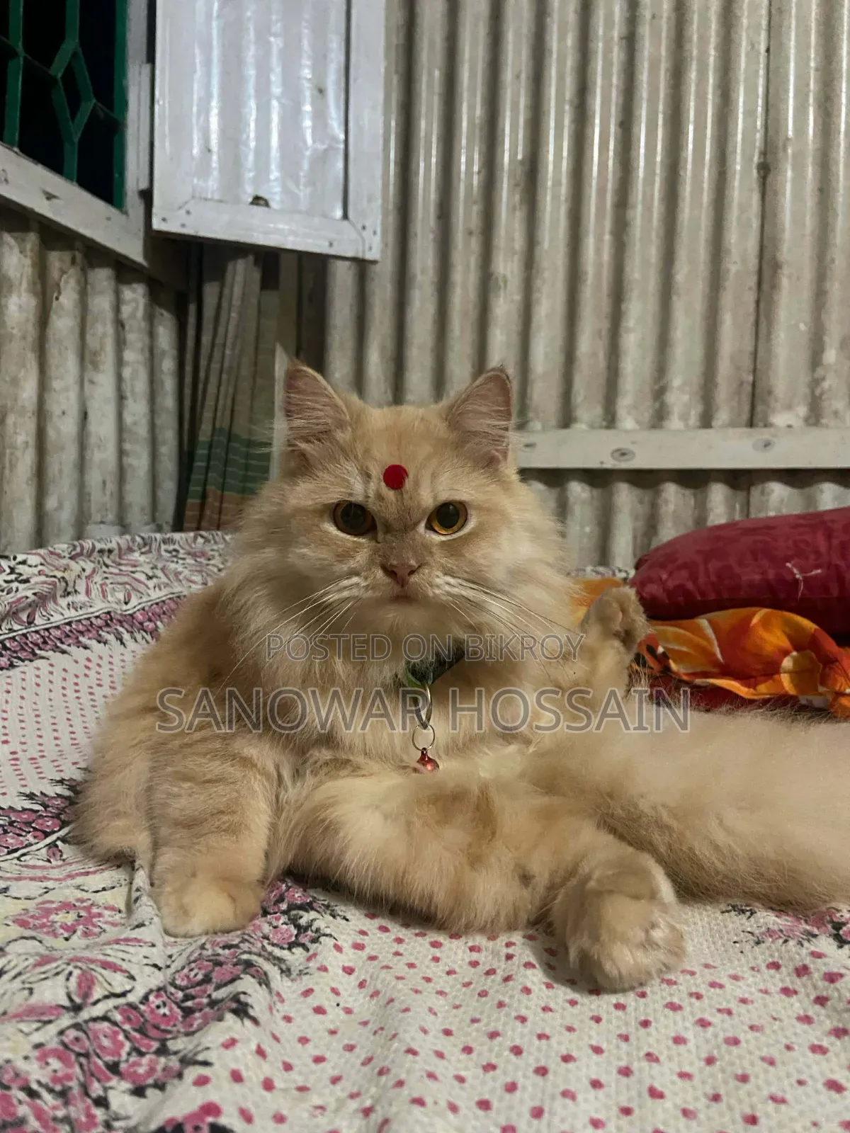 ৬-১২ মাস বয়সী মেয়ে পিওরব্রেড পার্সিয়ান