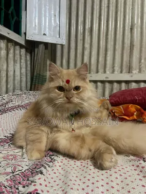 ৬-১২ মাস বয়সী মেয়ে পিওরব্রেড পার্সিয়ান