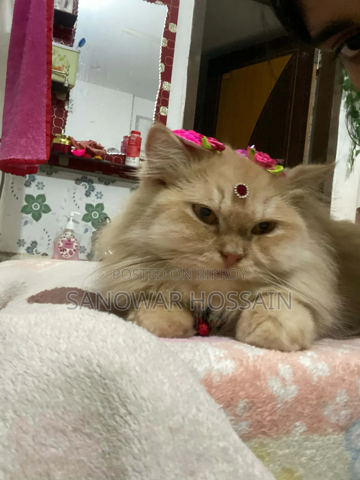 ৬-১২ মাস বয়সী মেয়ে পিওরব্রেড পার্সিয়ান