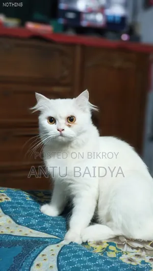 1+ Year Female Purebred Persian Cat