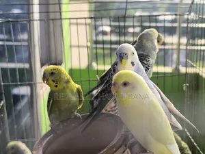 Budgerigar Birds