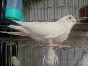 সুপার টেম অ্যালভিনু কোকাটেল পাখি ৩ পিস বিক্রি হবে