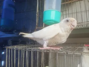 3 Super Tame Albino Cockatiel Birds for Sale