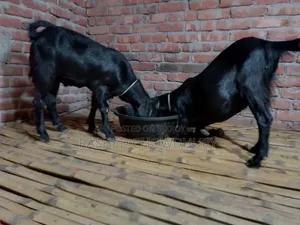 কুরবানি উপযোগি খাসি ছাগল