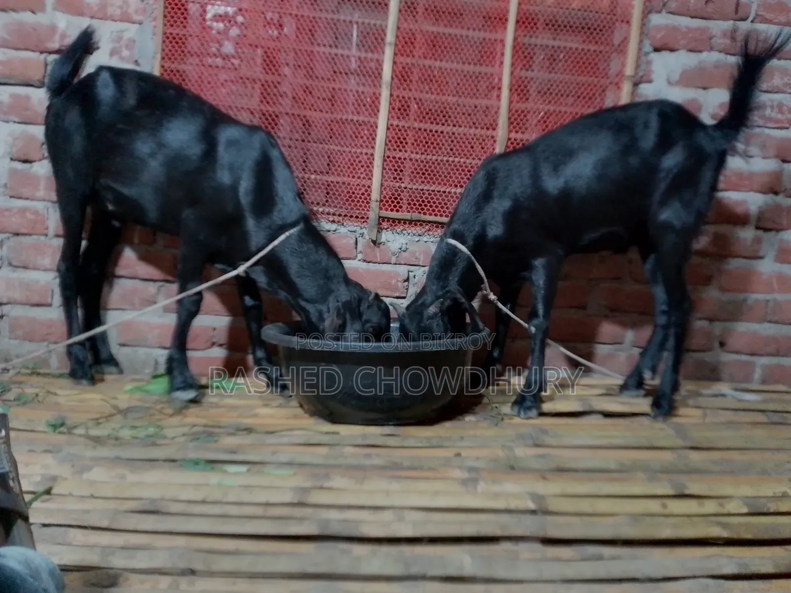 কুরবানি উপযোগি খাসি ছাগল