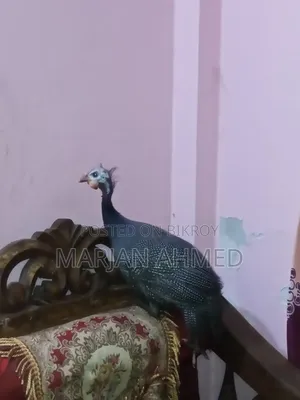 সেম ২ টা চিতর পাখি সেল হবে।