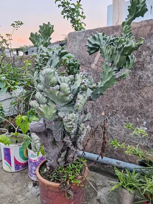Cactus Tree