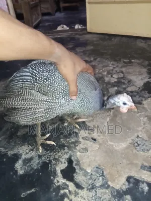 সেম ২ টা চিতর পাখি সেল হবে।