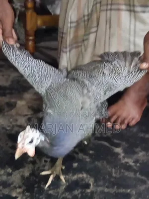 সেম ২ টা চিতর পাখি সেল হবে।