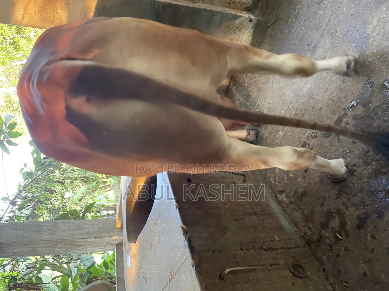 কোরবানির গরু বিক্রয়