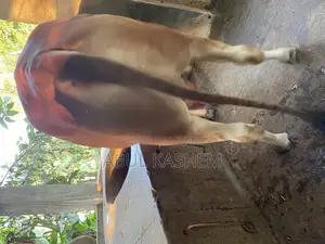 কোরবানির গরু বিক্রয়