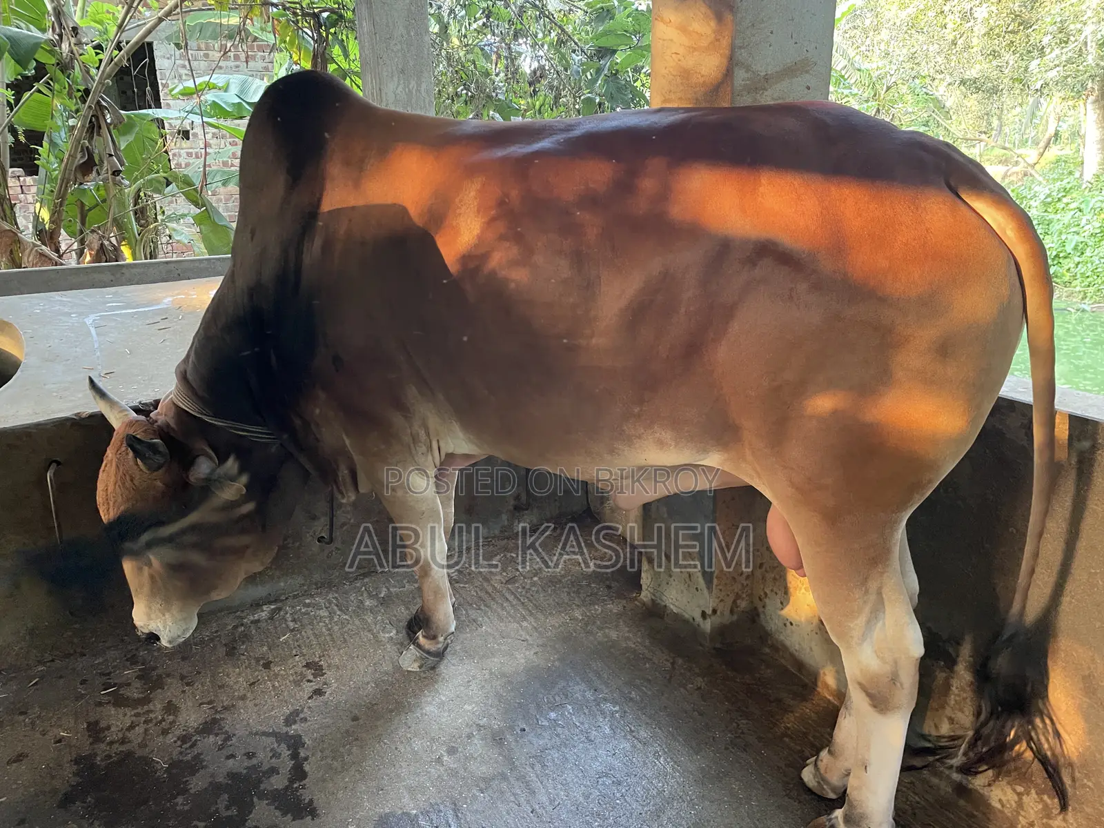 কোরবানির গরু বিক্রয়