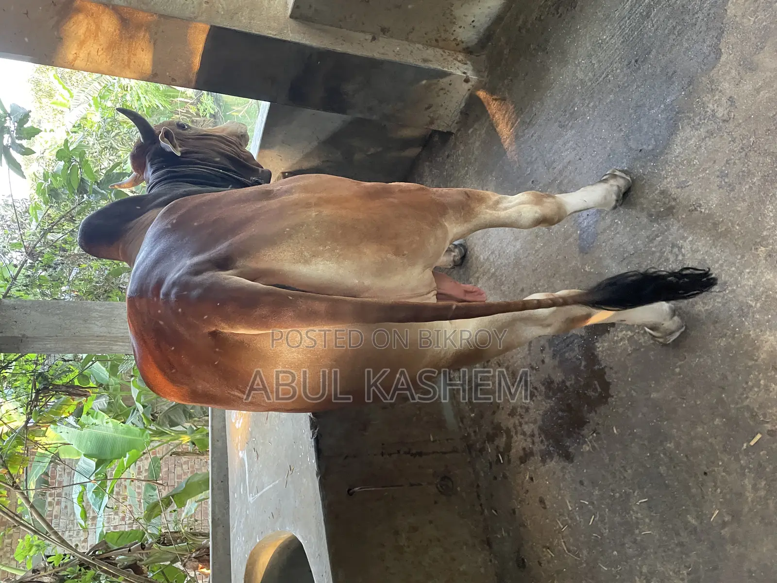 কোরবানির গরু বিক্রয়