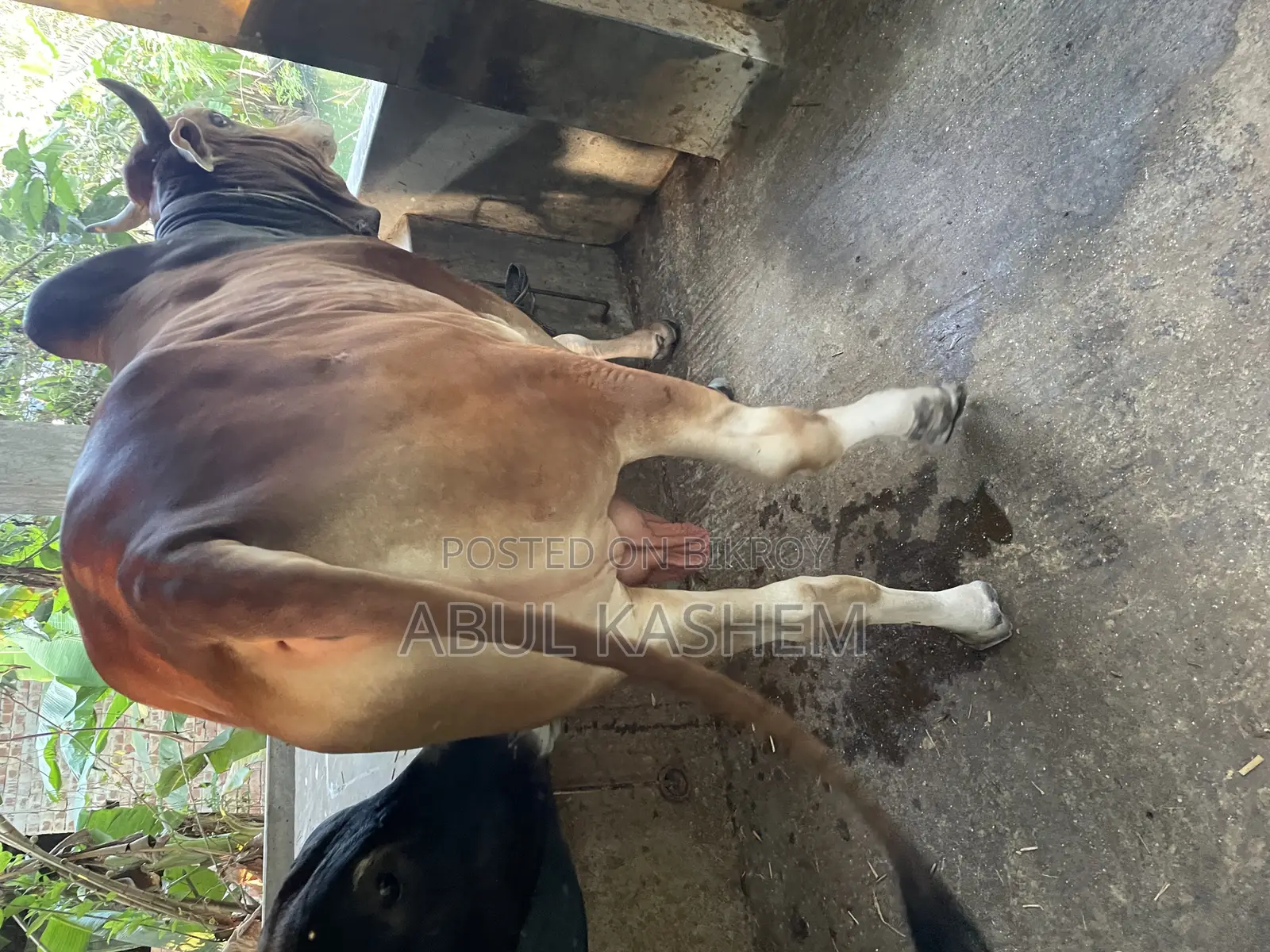 কোরবানির গরু বিক্রয়