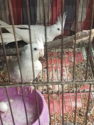 অ্যালবিনো ককাটেল