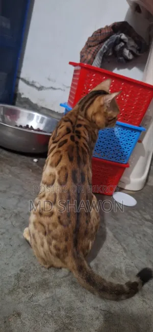 ১+ বছর বয়সী মেল পিওরব্রেড বেঙ্গল